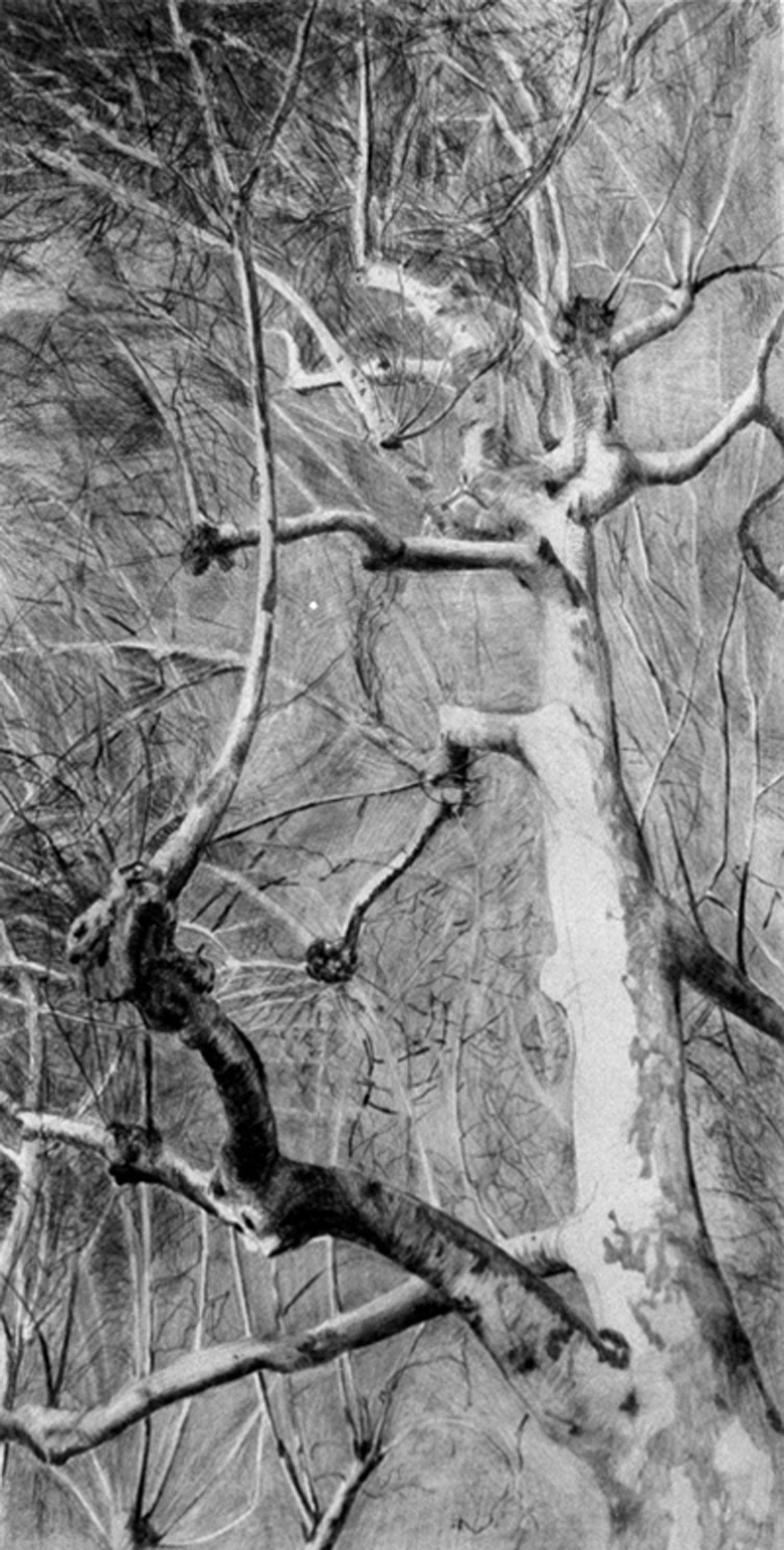 tekening van boom - plataan in de winter - Cornelia Vrolijk